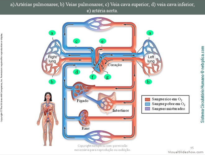 Diapositivo95