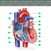 Diapositivo116