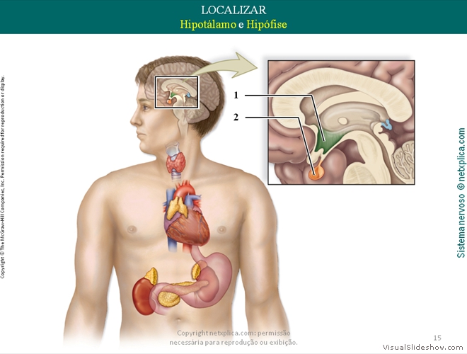 Diapositivo15