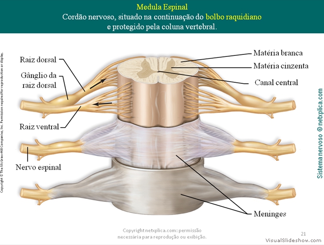 Diapositivo21