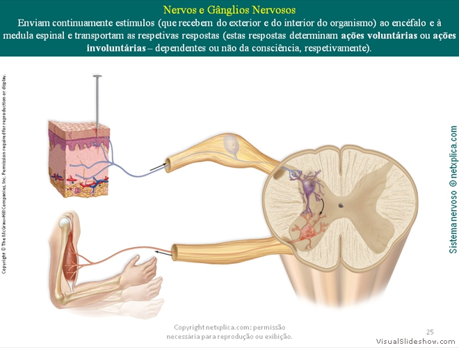 Diapositivo25