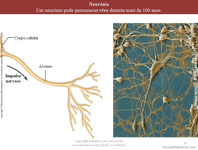 Diapositivo32