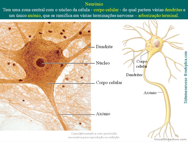 Diapositivo33