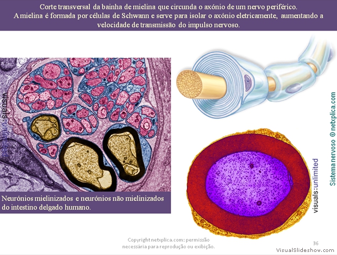 Diapositivo36