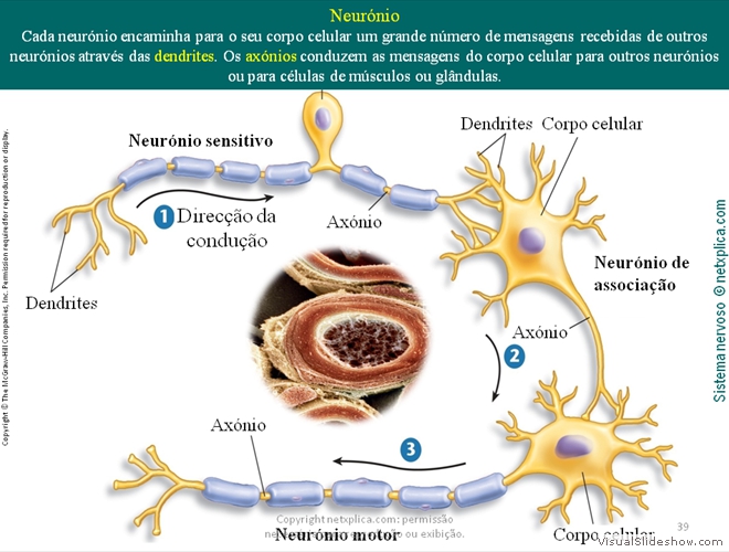 Diapositivo39