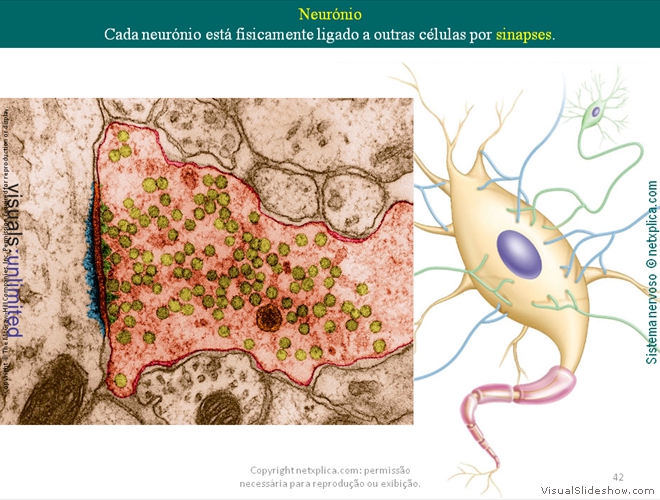 Diapositivo42