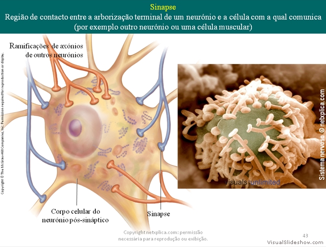 Diapositivo43