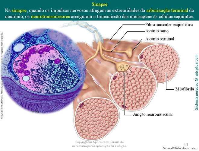 Diapositivo44