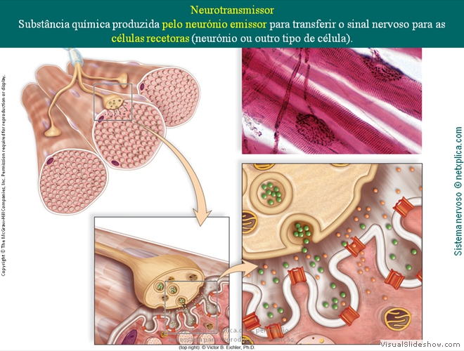 Diapositivo45