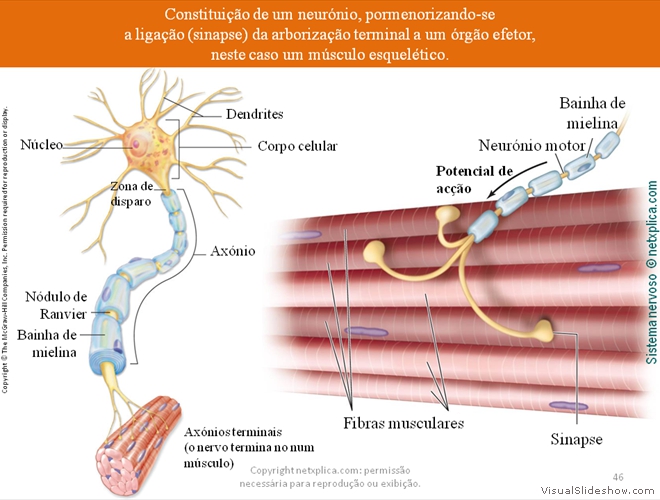 Diapositivo46