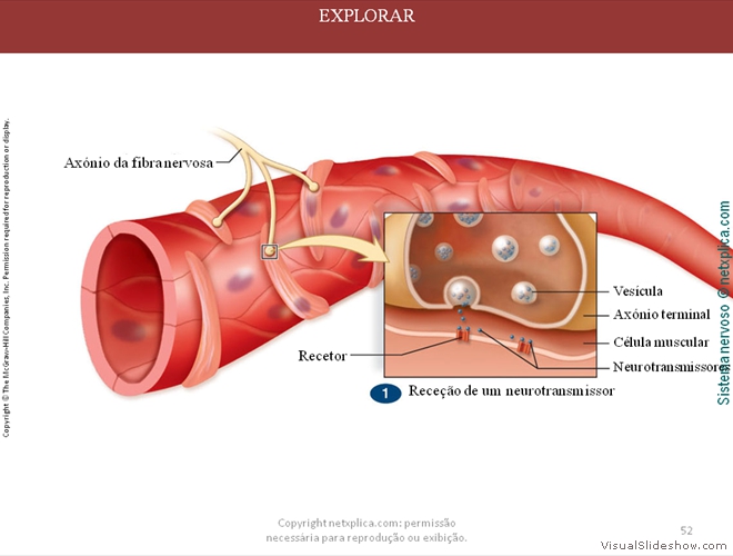 Diapositivo52