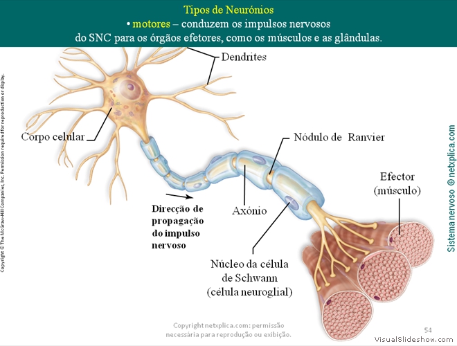 Diapositivo54