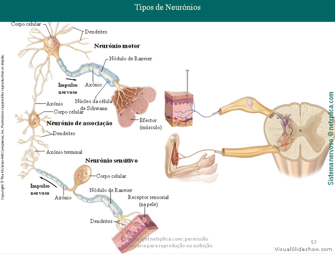 Diapositivo57