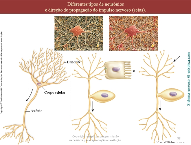 Diapositivo58