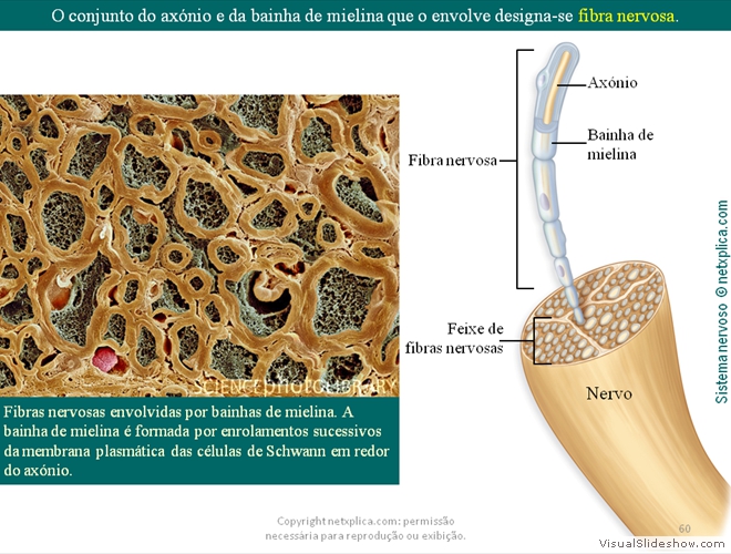 Diapositivo60