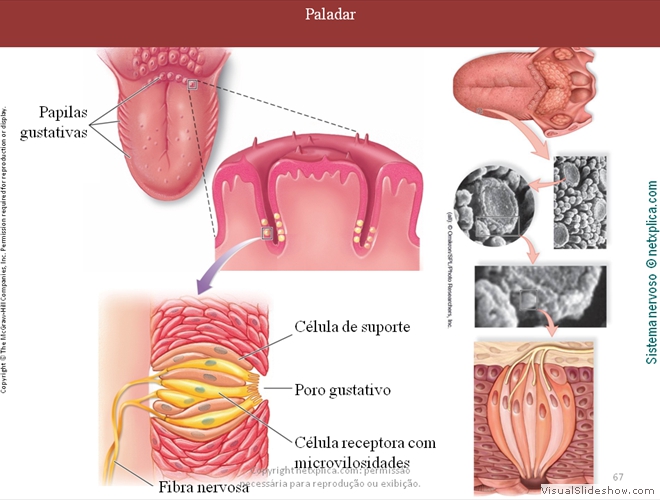 Diapositivo67