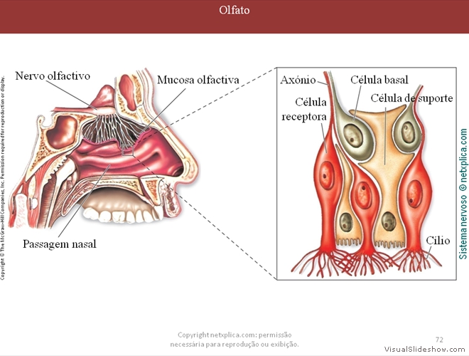 Diapositivo72