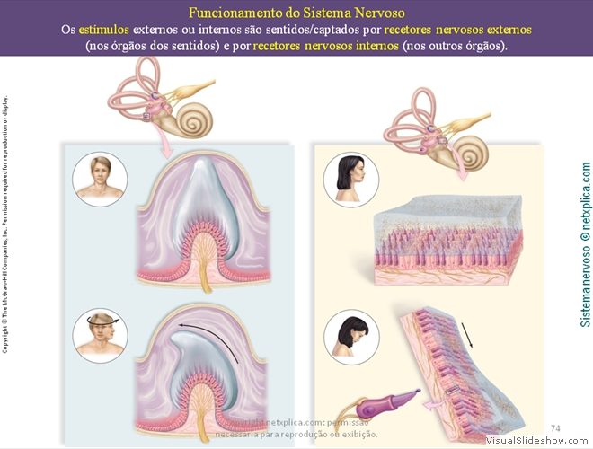 Diapositivo74