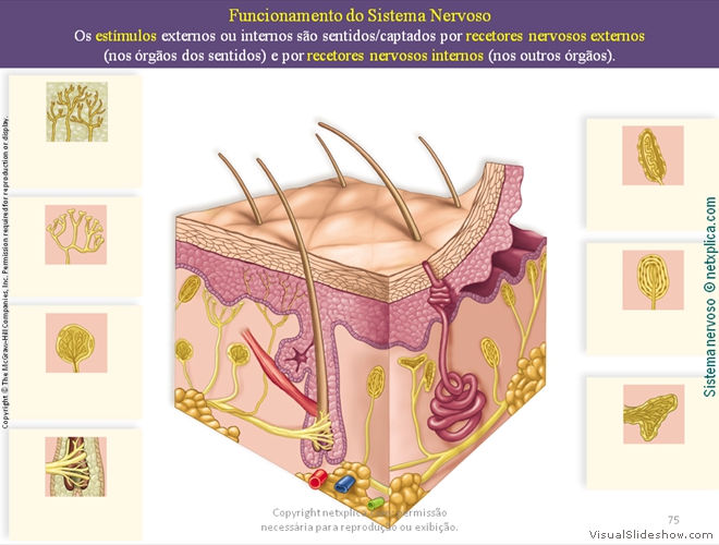 Diapositivo75