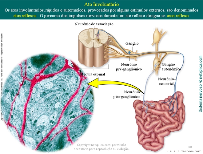 Diapositivo80