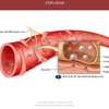 Diapositivo52