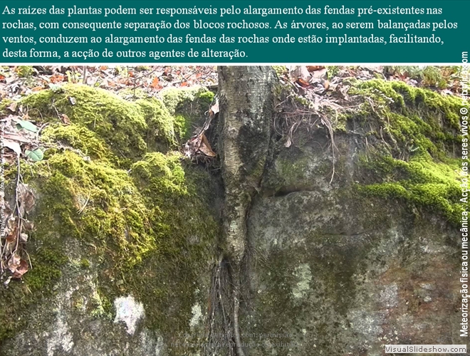 Diapositivo46
