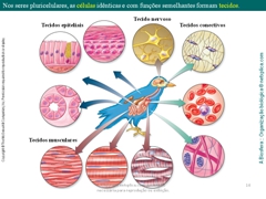 Diapositivo14