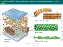 Diapositivo117