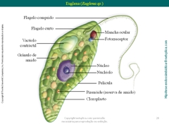 Diapositivo28