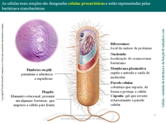 Diapositivo37