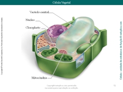 Diapositivo52