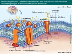 Diapositivo59