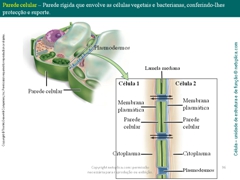 Diapositivo96