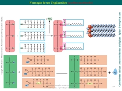 Diapositivo124