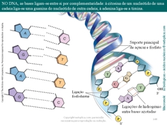 Diapositivo148