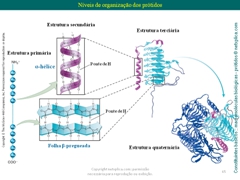 Diapositivo65