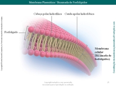 Diapositivo25