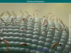 Diapositivo3