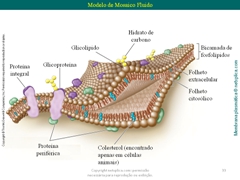 Diapositivo33