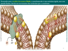 Diapositivo35