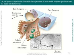 Diapositivo52