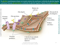 Diapositivo61