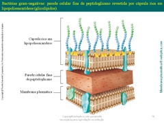 Diapositivo74