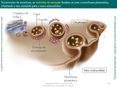 Diapositivo133