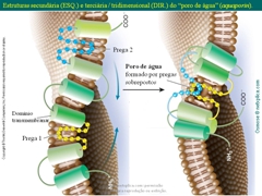 Diapositivo37