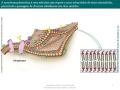 Diapositivo5