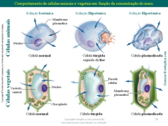 Diapositivo58