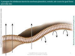 Diapositivo6