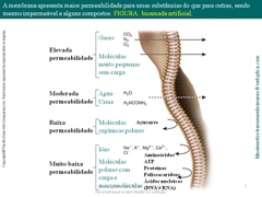 Diapositivo7