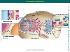 Diapositivo13